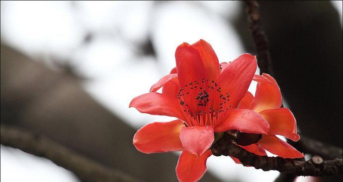 广州市花木棉花的花语是什么？木棉花寓意有哪些含义？