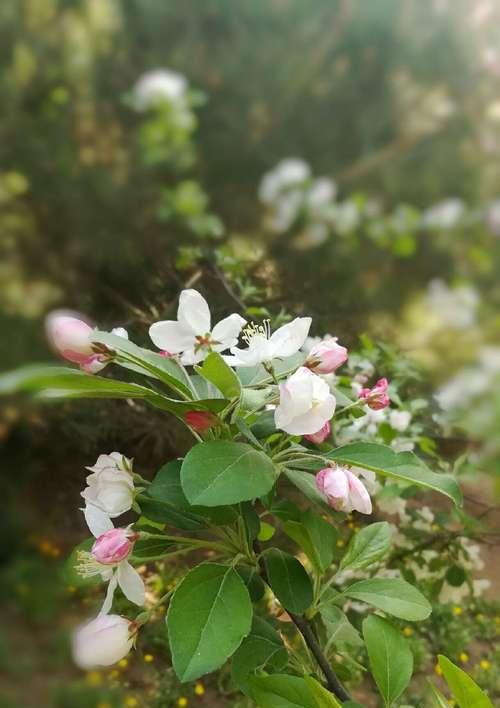 海棠花花语是什么？海棠花代表了哪些意义？