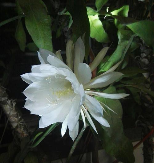 昙花开花预兆什么？养昙花是否吉利？