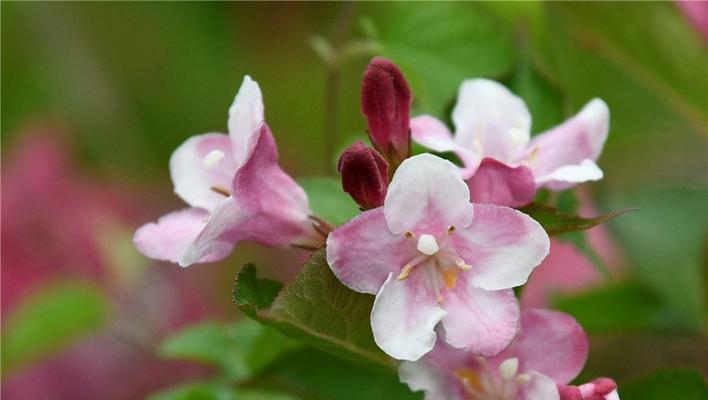 锦带花的花语是什么？锦带花寓意着什么？