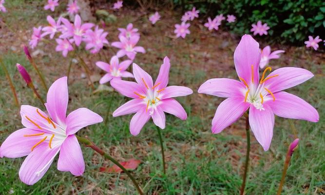 韭莲的花语是什么？如何用韭莲表达情感？