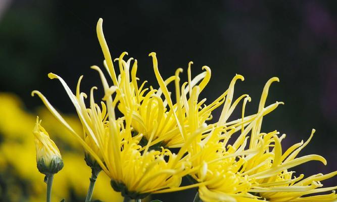 菊花的花语和寓意象征着什么意思？如何正确解读菊花的含义？