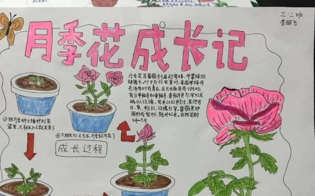 月季插花要留叶子吗视频