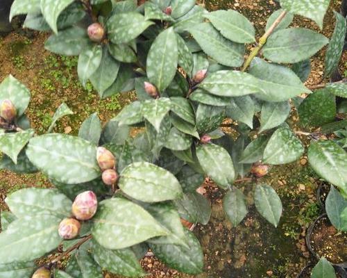 茶花嫁接月季花能活吗几年开花结果