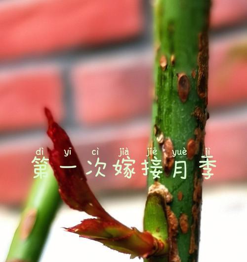 茶花能嫁接在月季花上吗视频播放在线看