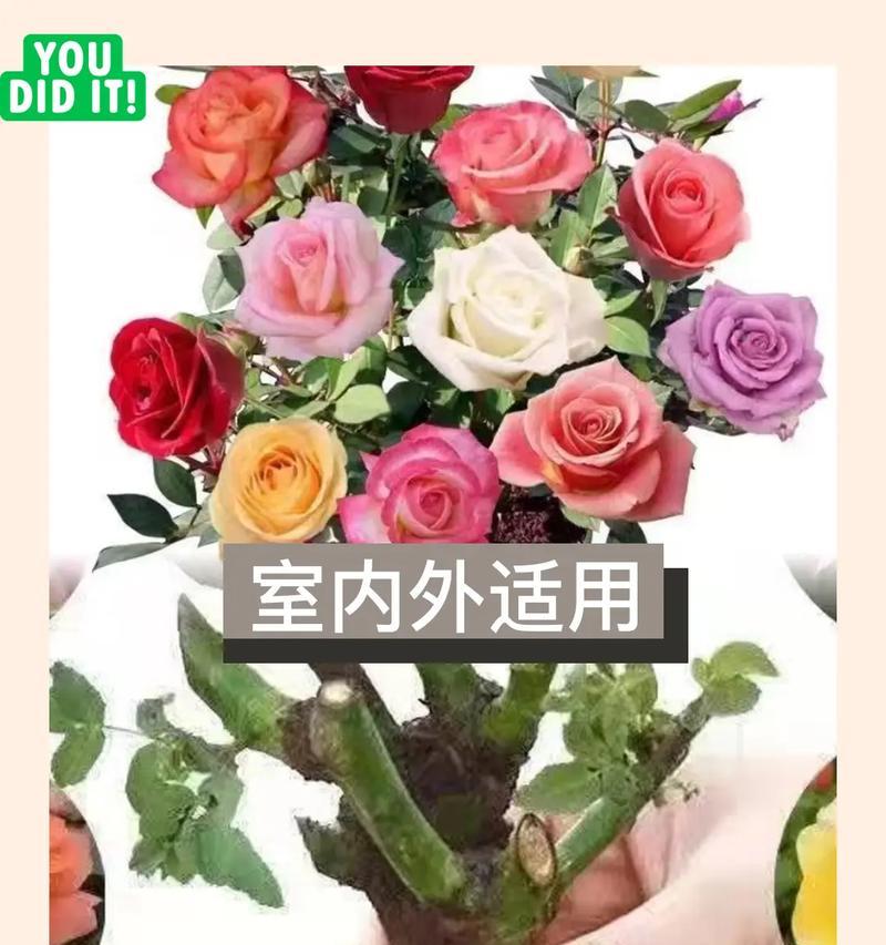 网购玫瑰花怎么养开花