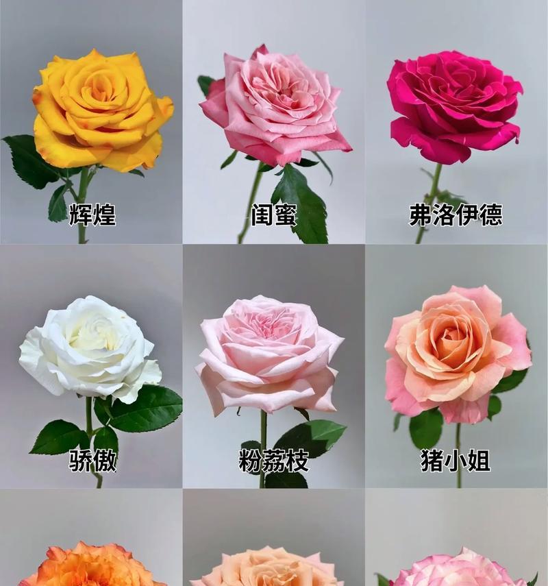 1298朵玫瑰花的含义是什么？图片如何展示？