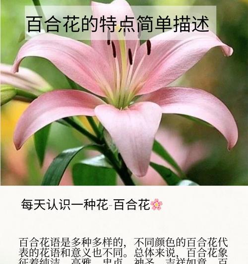 百合和玫瑰混搭的花语是什么？寓意有何特别之处？