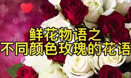 388朵玫瑰花代表什么意思？如何理解这种花语的含义？