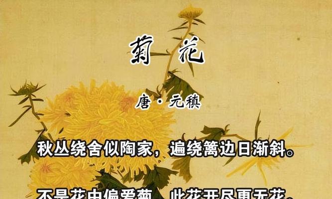 菊花古诗文章结尾的含义是什么？如何理解其深层意义？