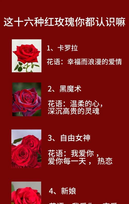 老婆生日送玫瑰花几朵最佳？有什么特别含义吗？