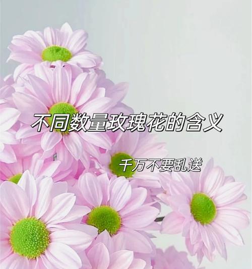 1166朵玫瑰花代表什么含义？