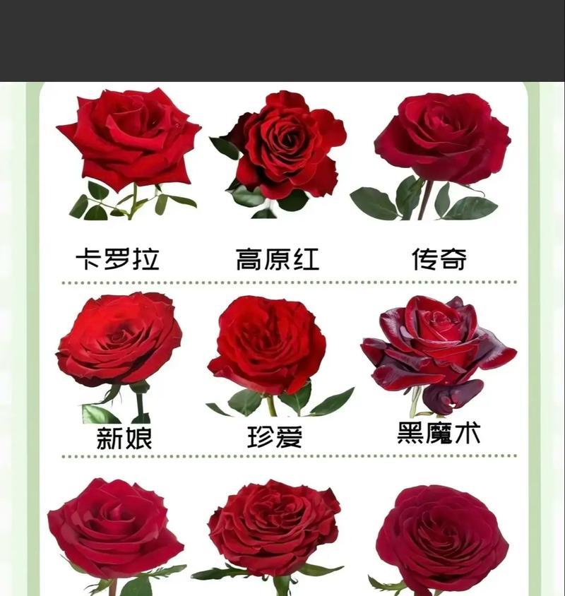 1560朵玫瑰花的寓意是什么？花语能表达哪些情感？