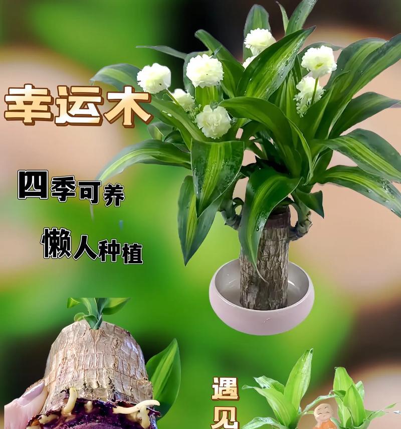 水下造型植物有哪些？如何选择适合水下的植物？