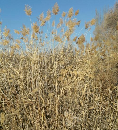 地埂适合种植哪些植物？如何进行有效管理？