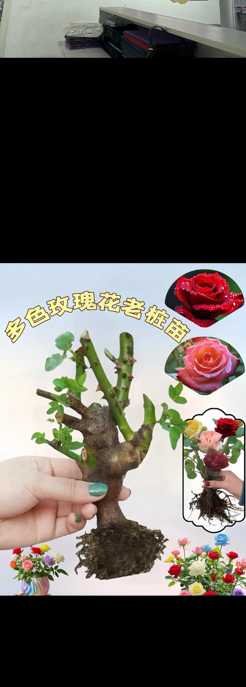 整桩花卉包括哪些种类？它们的特点是什么？