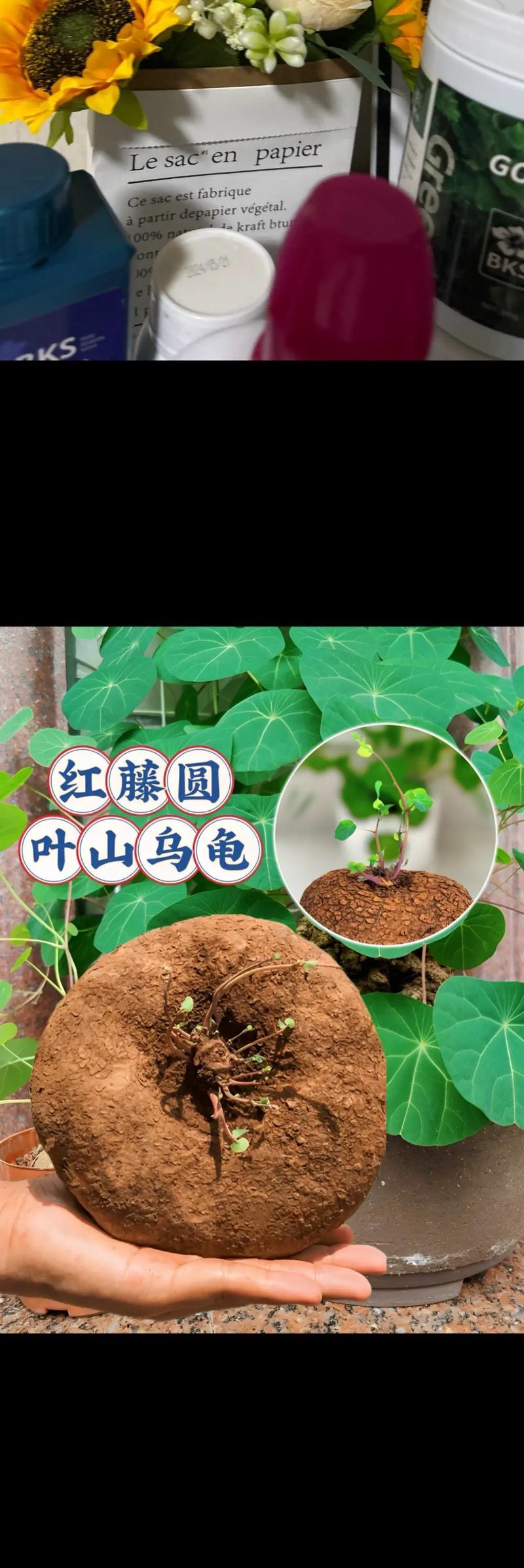 室内种栽植物有哪些？室内种栽植物的选择技巧是什么？