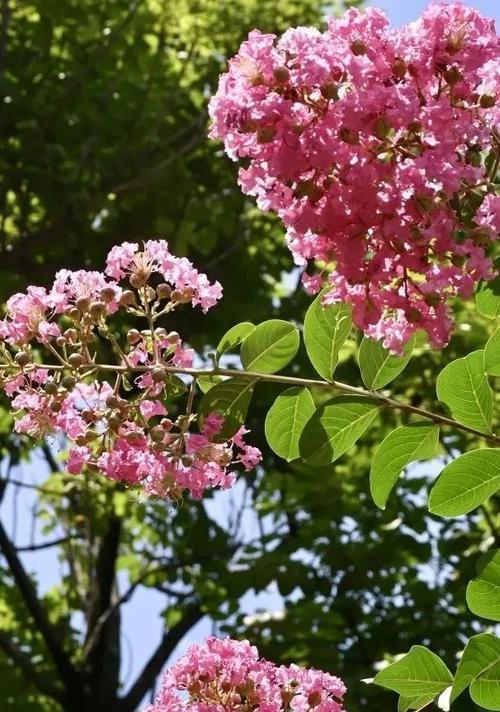 潮汕地区适合养哪些花卉？如何挑选适合本地气候的植物？