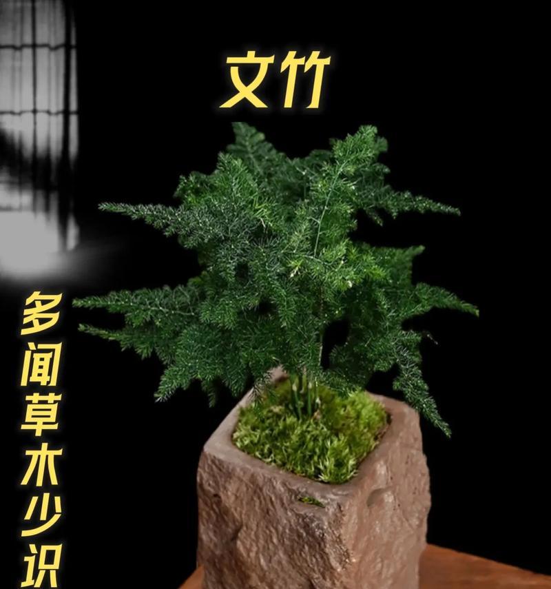 中式盆景常用的植物品种有哪些？如何制作盆景？