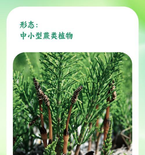 长江以南有哪些植物种类？长江以南植物的生长环境是什么？