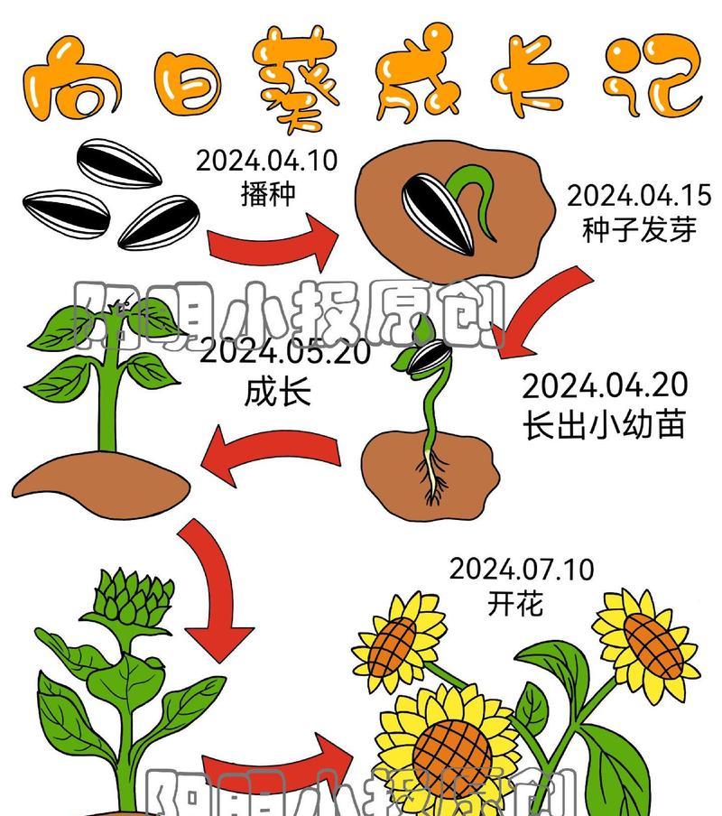 葵花植物生长规律有哪些？如何根据规律进行种植？