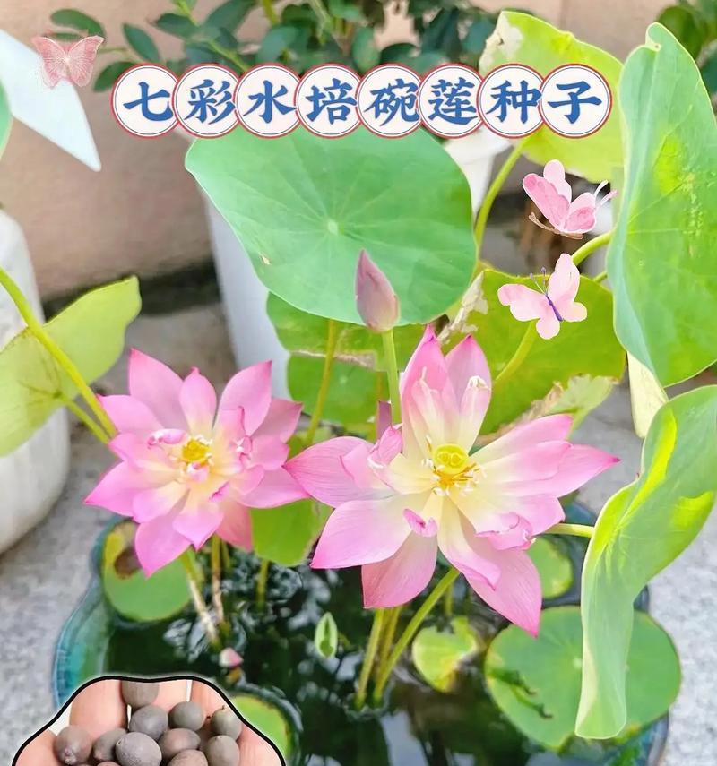 花卉种子和绿植有哪些品种？