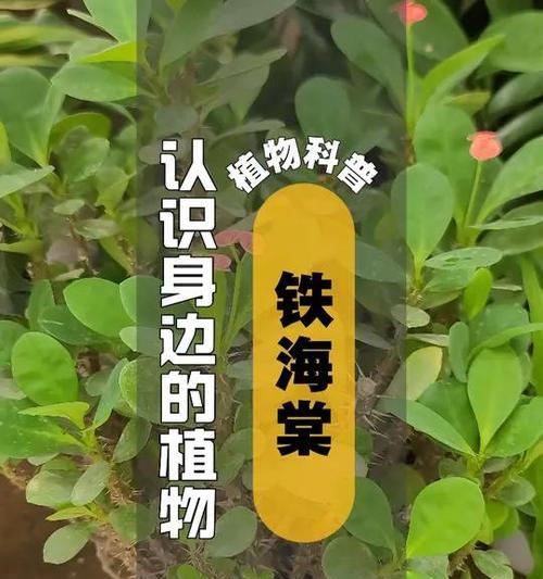 花卉种子和绿植有哪些品种？