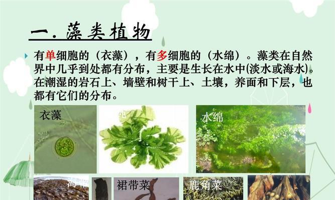 真正的植物世界有哪些？它们的分类和特点是什么？