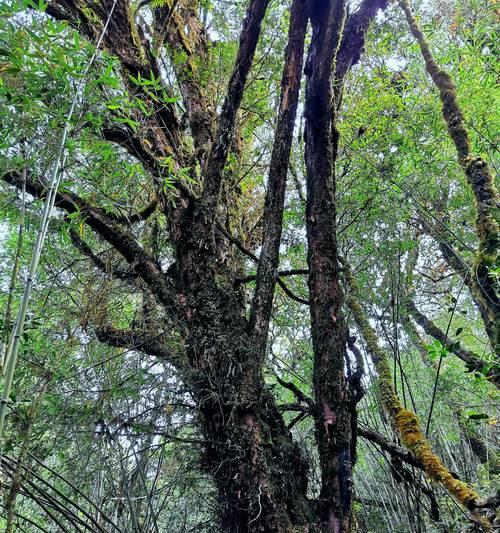 雅安野生群落有哪些植物？雅安地区特有的植物种类是什么？