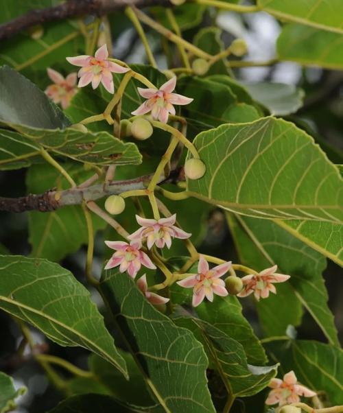 雅安野生群落有哪些植物？雅安地区特有的植物种类是什么？