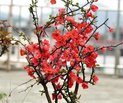 室外移栽花卉绿植有哪些方法？如何确保移栽成功？