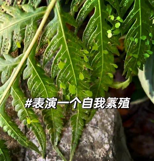 植物介绍应该包含哪些内容？如何撰写吸引人的植物介绍？