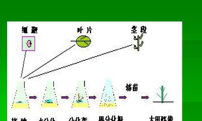 植物介绍应该包含哪些内容？如何撰写吸引人的植物介绍？