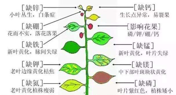 植物养殖初学者需要掌握哪些知识？从哪里开始学习？