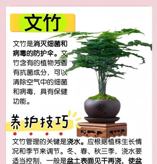 哪些室内植物是完全无毒的？