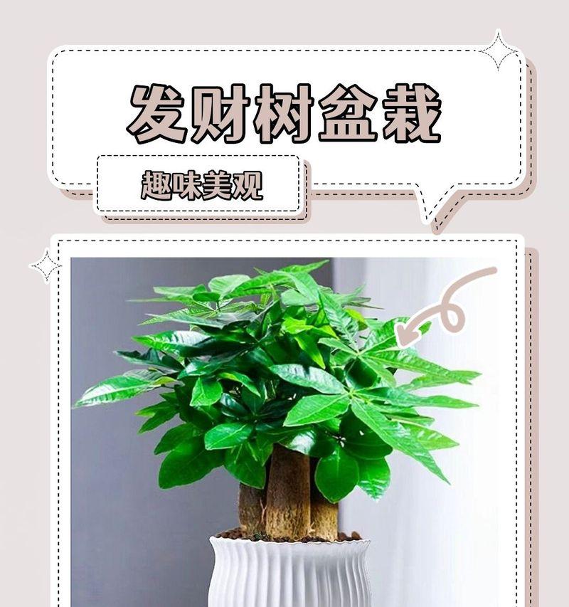 阳台种植哪些植物能带来好运？如何正确养护？