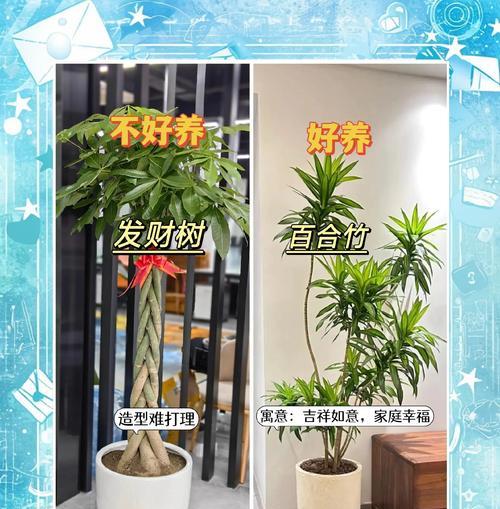 新家适合放置哪些植物？这些植物有什么好处？