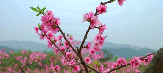 春天植物的变化有哪些？