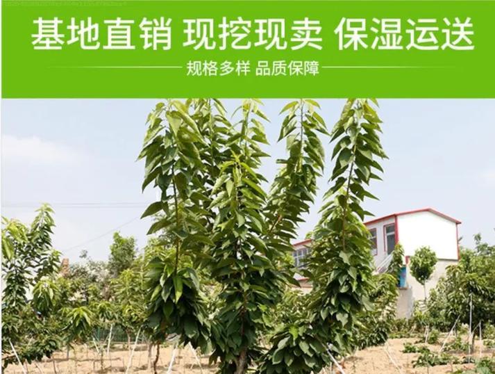 水泡樱桃树苗怎么种植？种植过程中需要注意什么？