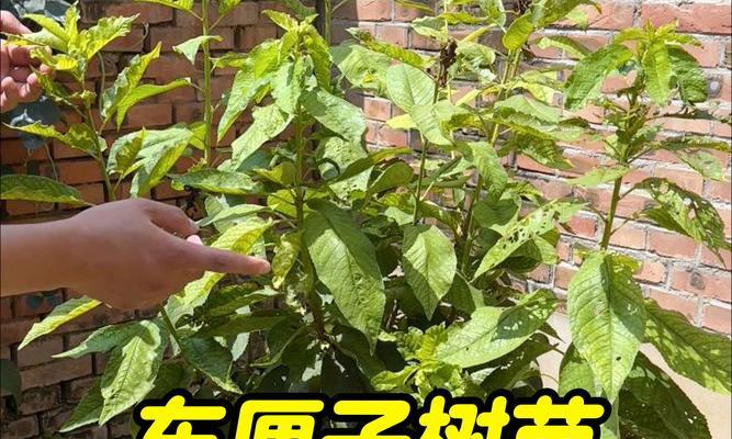 水泡樱桃树苗怎么种植？种植过程中需要注意什么？