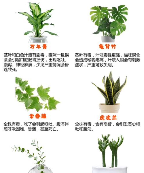 哪些植物对小猫有害？