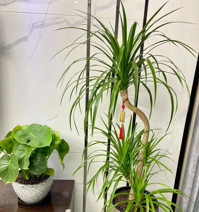 常见的花草绿植和花卉干花有哪些？各自的养护要点是什么？