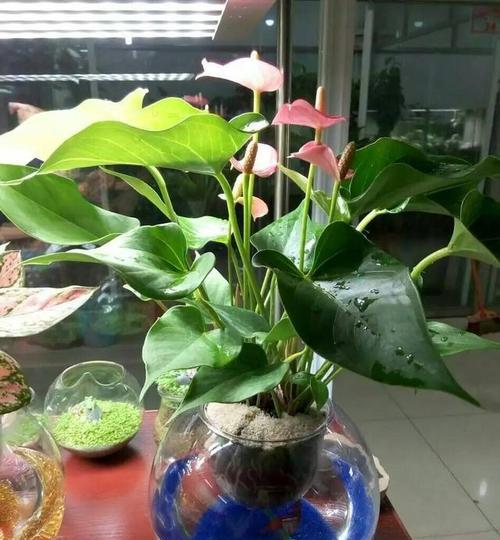 水培植物怎么控水？如何保持适宜的水分？