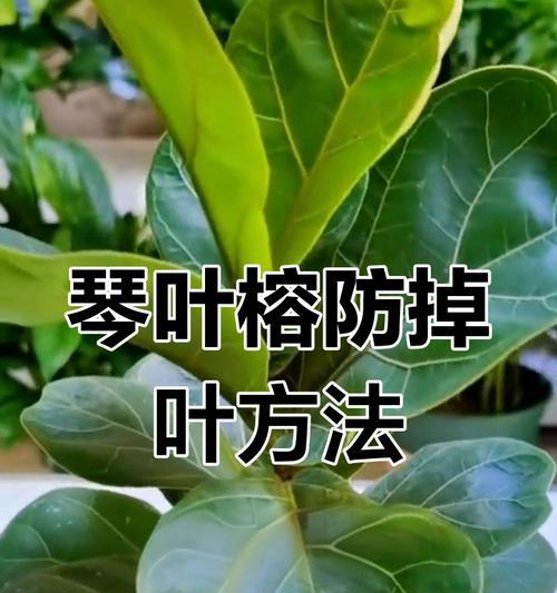 植物喷什么可以防止叶子掉落？