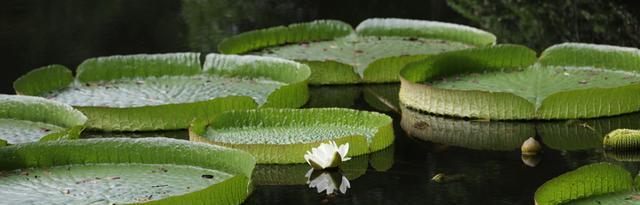 能在水里直接养的花卉有哪些？它们的生长条件是什么？