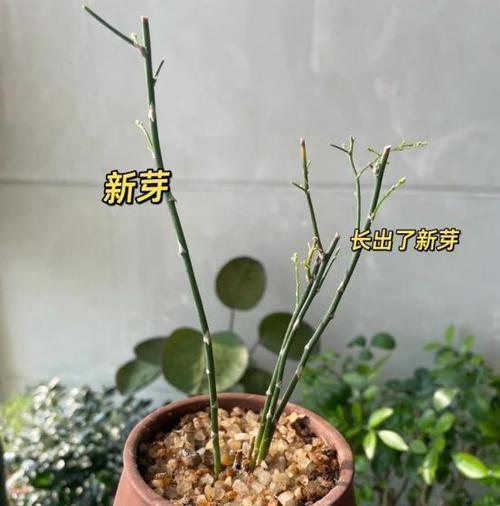 文竹花卉专用土壤是什么？它与其他土壤有何不同？