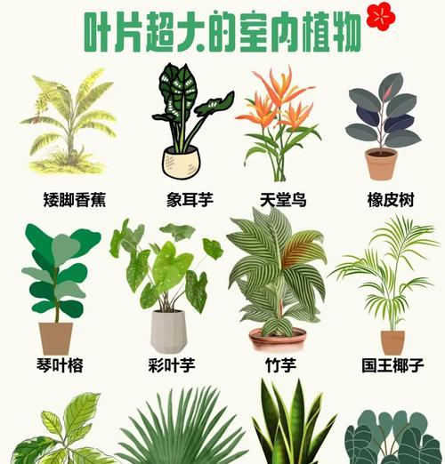 叶子像的植物是什么？如何识别和分类？