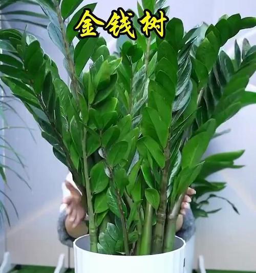 极好养的大型盆栽花卉有哪些？这些花卉的养护要点是什么？