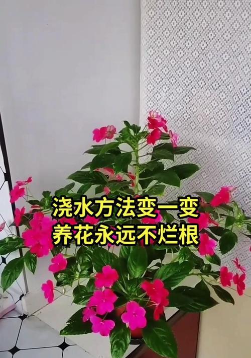 浇灌花卉时需要注意哪些问题？正确的浇水频率和量是多少？