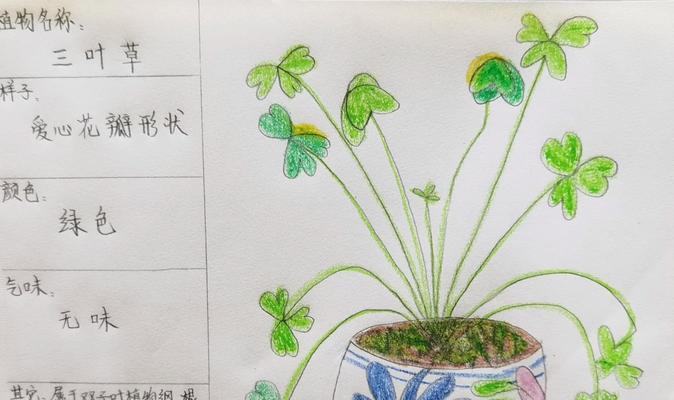 植物观察目录的编写方法和要点是什么？